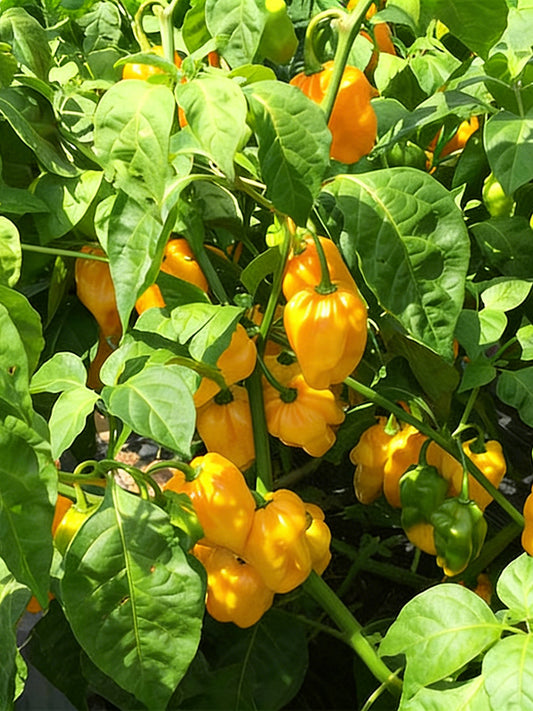 Hainan Yellow Lantern Pepper