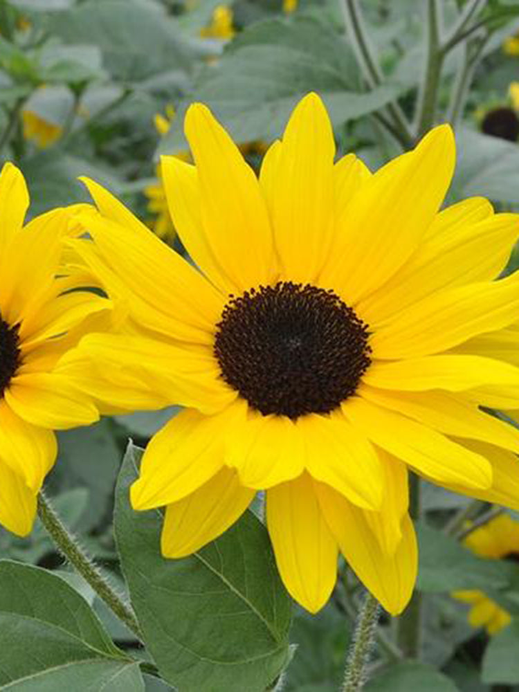 Yellow Rose Sunflower