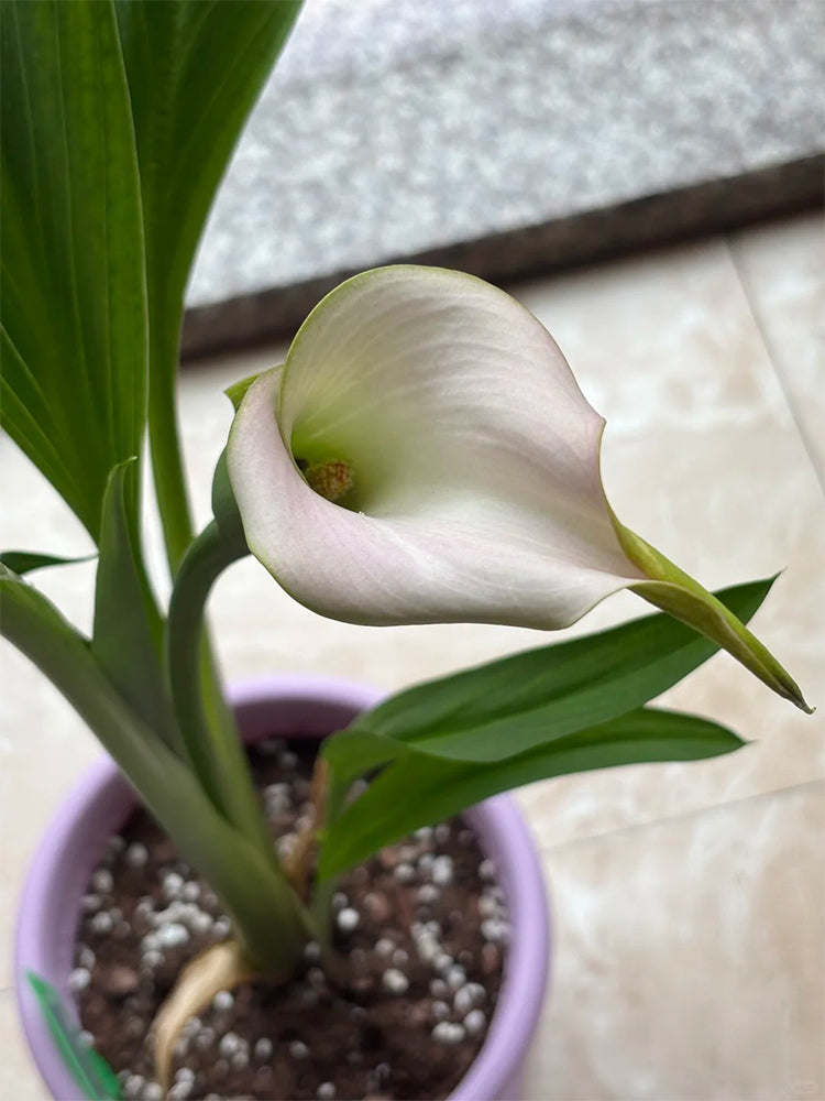 'Sweet Art' Calla Lily
