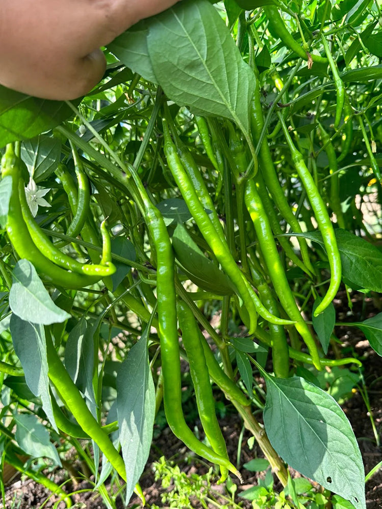 Spicy Red Line Pepper
