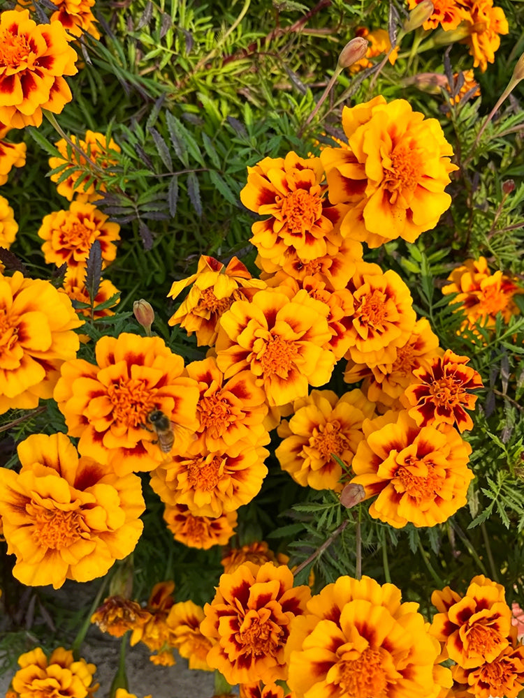 Dwarf French Marigold