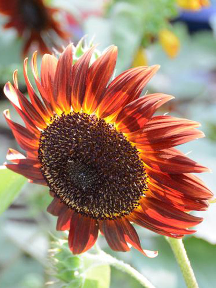 HEL23 Sunflower
