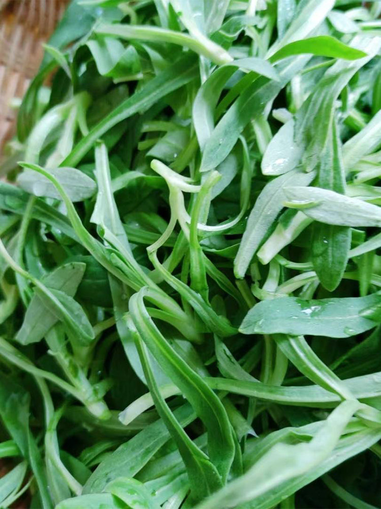 Noodle Vegetable