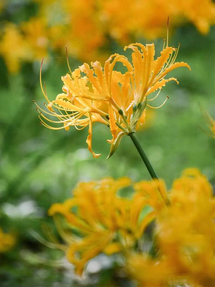 Yellow Spider Lily