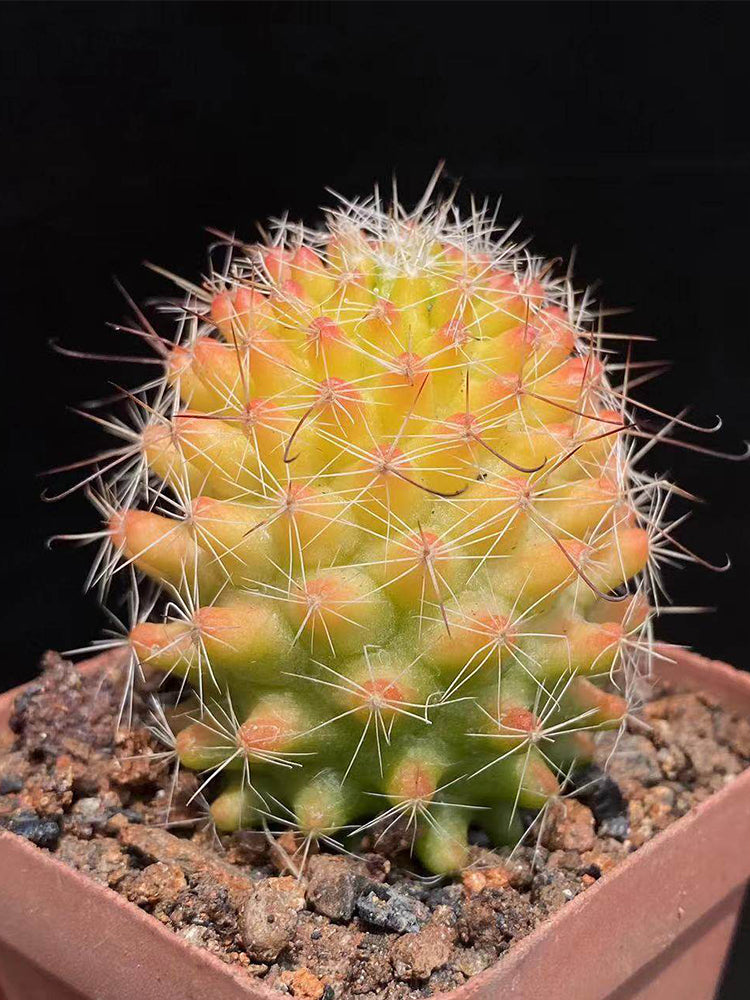 Mammillaria jaliscana f. variegata 'Hongnawan'