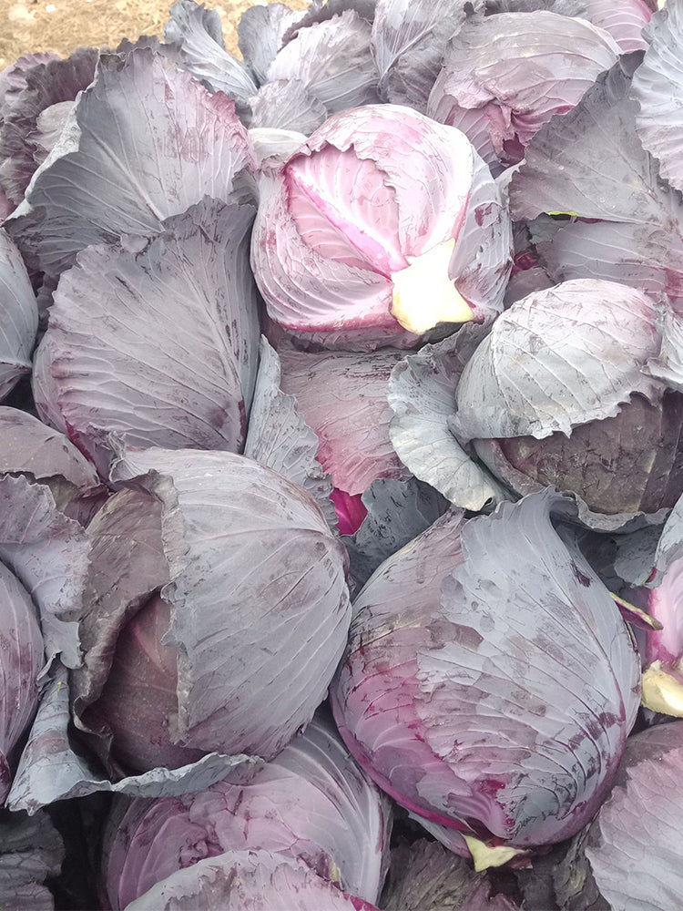 Zifeng Purple Cabbage