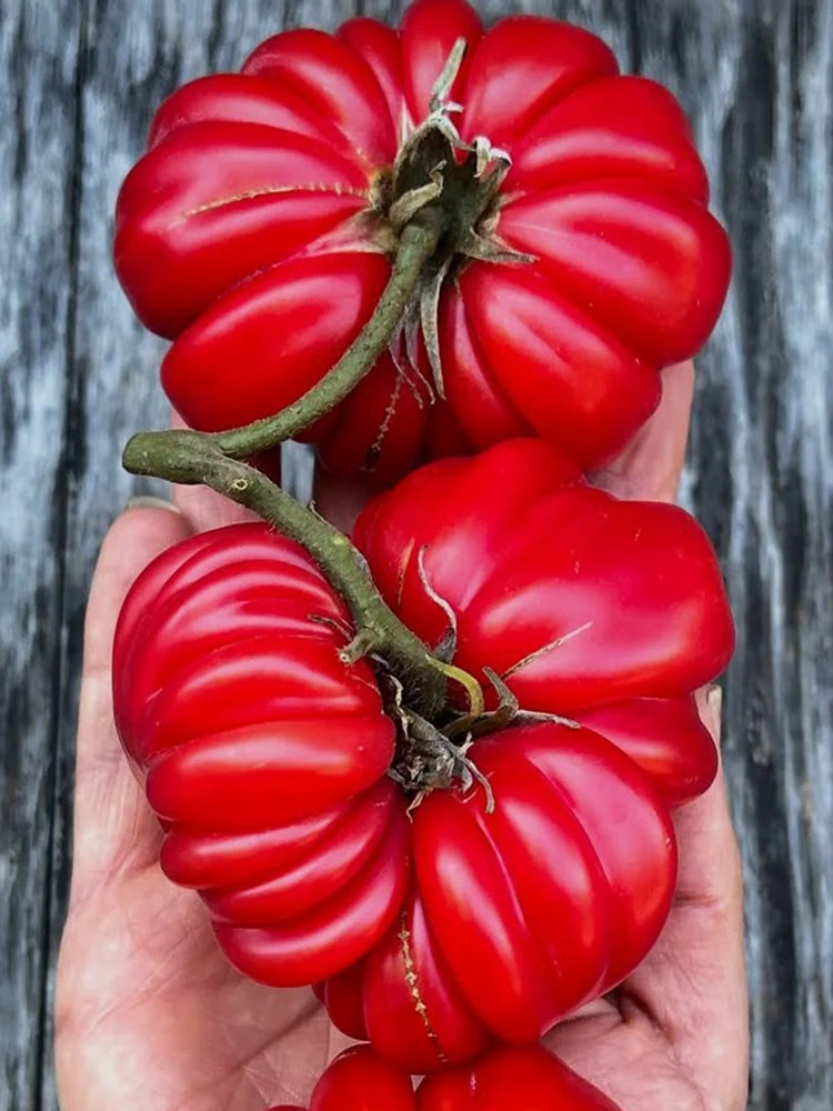 Mushroom Basket Tomato