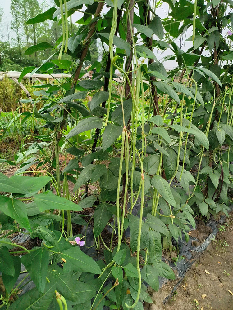'Jiangshan Sijin' Cowpea