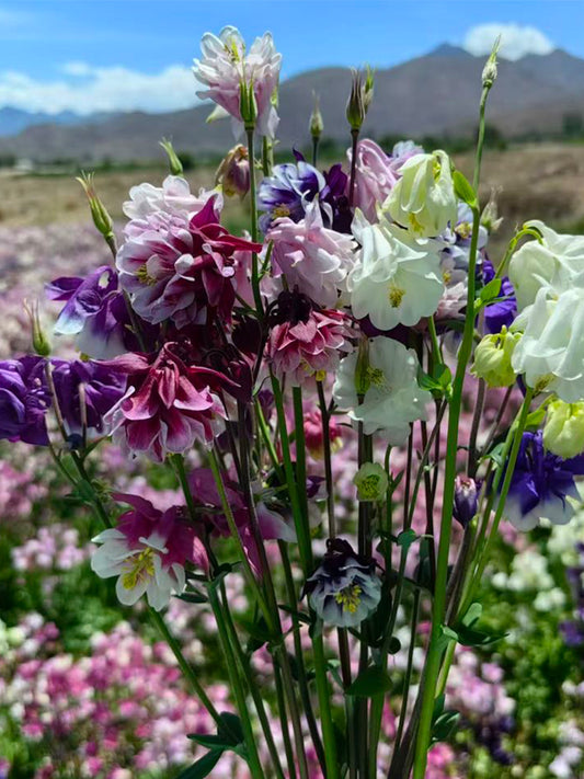 Aquilegia vulgaris 'Crown'