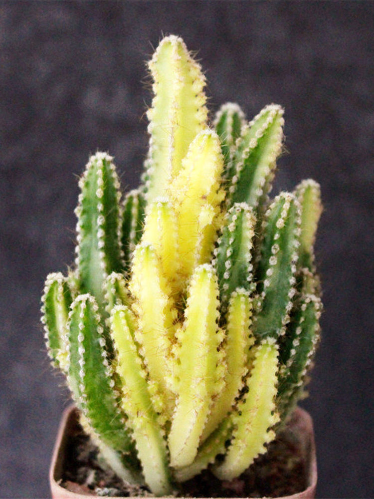 Variegated 'Fairy Castle' Live Cactus