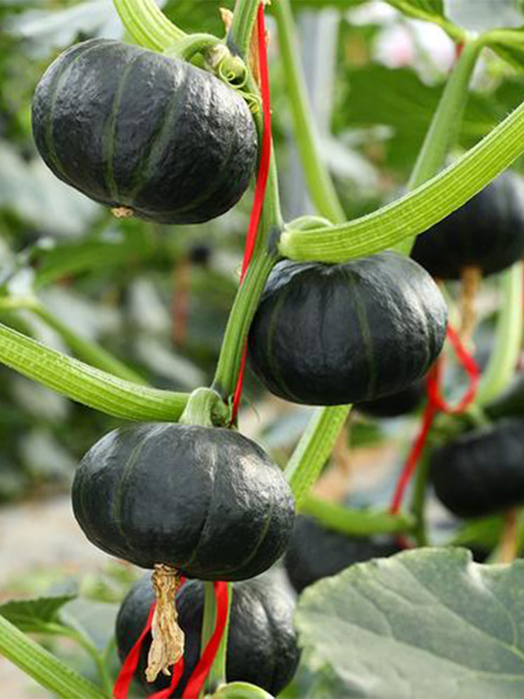Green Beibei Pumpkins