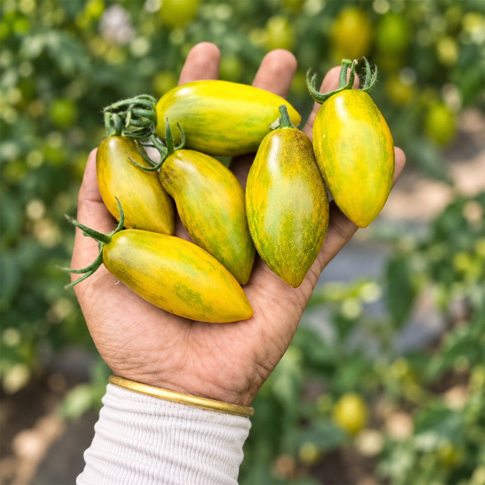 302 Zun Du Jia Du F2 Tomato