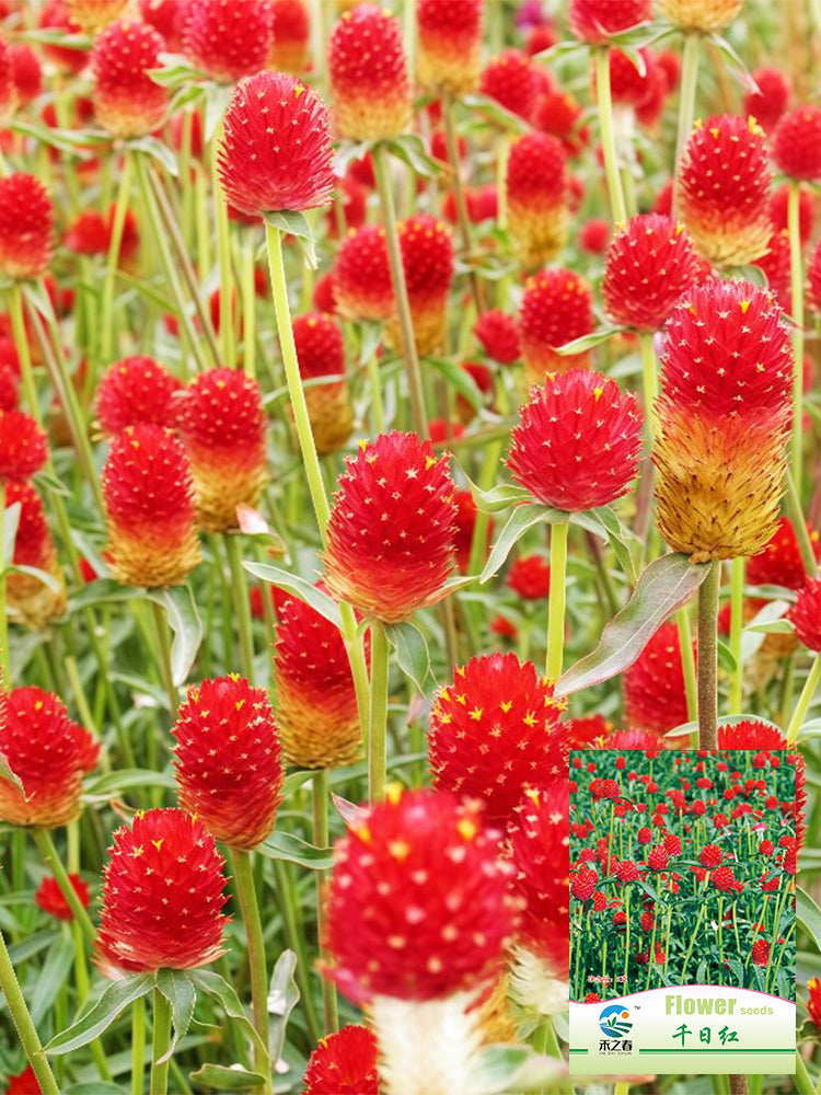 Hezhichun Globe Amaranth