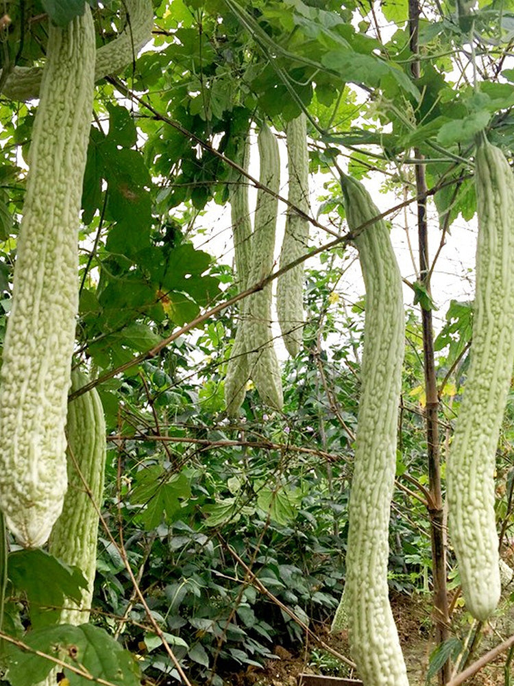 Chang Cui Yu Slender Bitter Melon