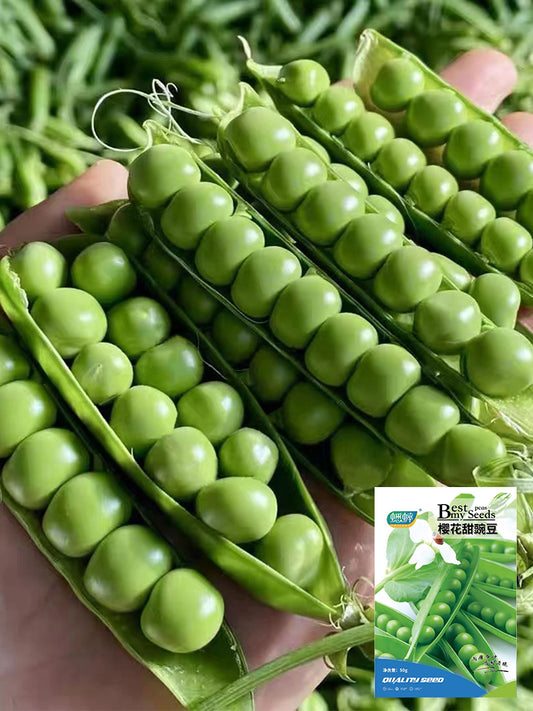 'Cherry Blossom' Snap Pea