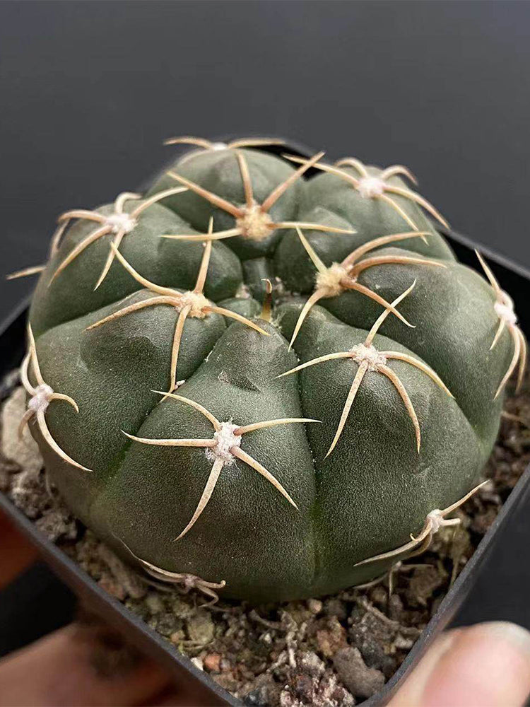 Gymnocalycium denudatum var. paraguayensis