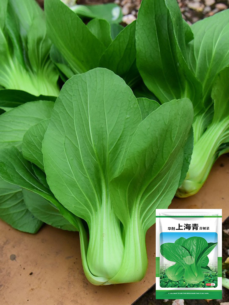 Shanghai Bok Choy