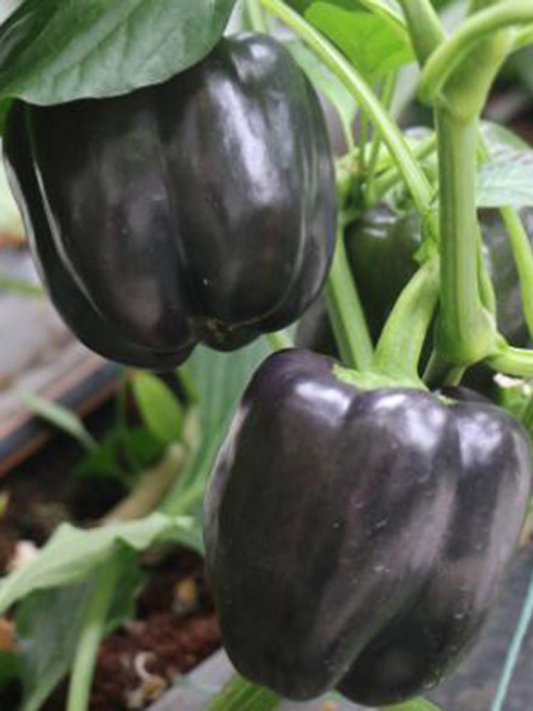 Black Fruit Sweet Pepper
