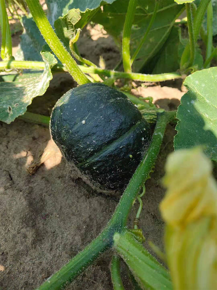 Tianbei No.6 Pumpkin