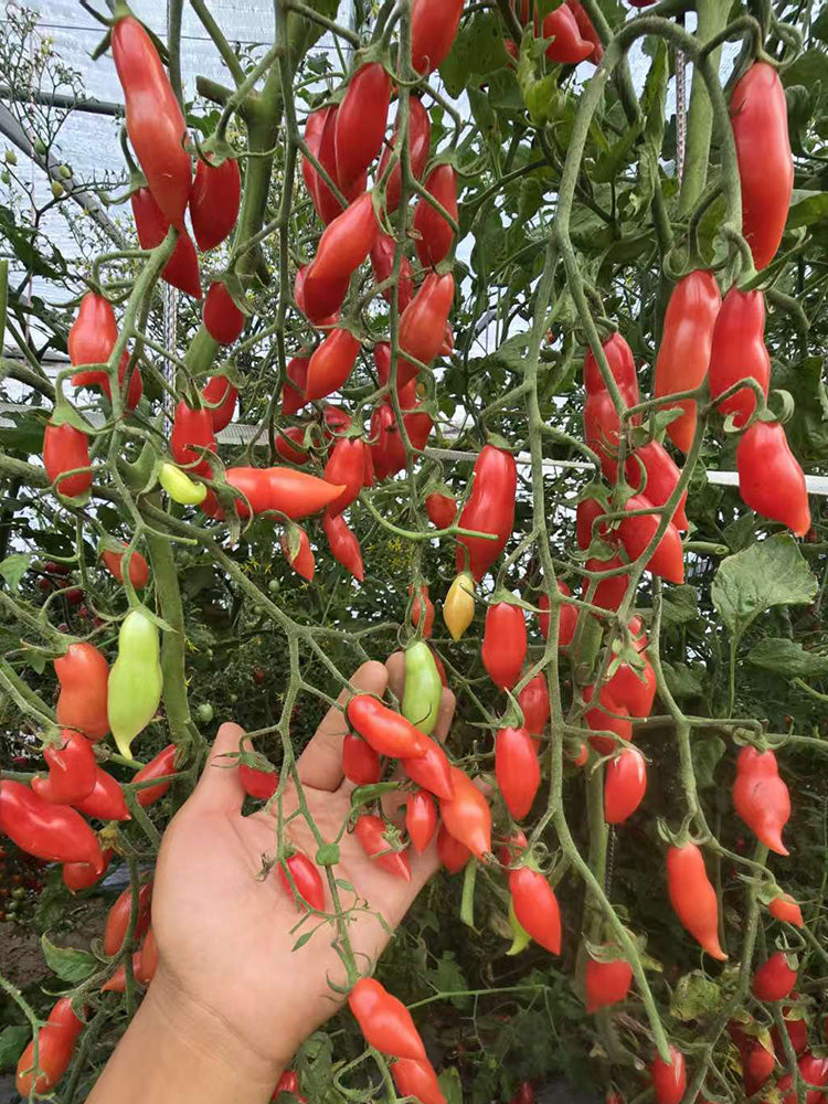 Sweet Bubble F5 Tomato