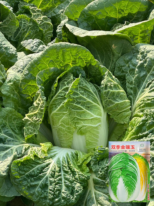 Double Season Golden Inlaid Jade Cabbage