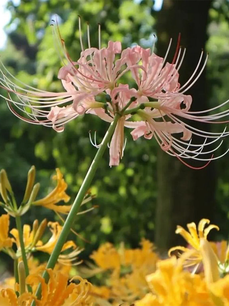 Lycoris 'Champagne'