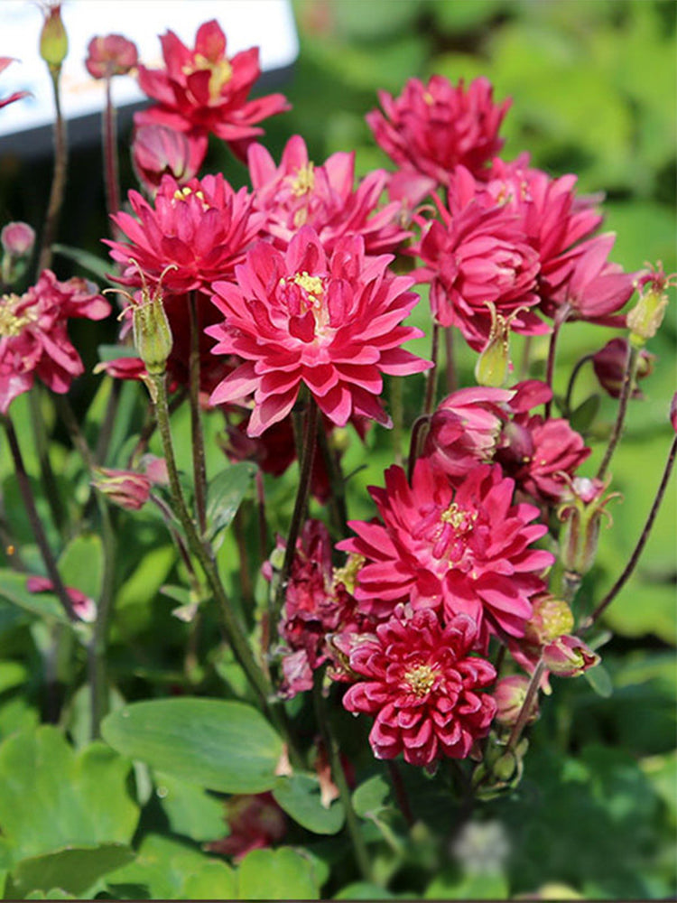 Hezhichun Aquilegia 'Barlow'