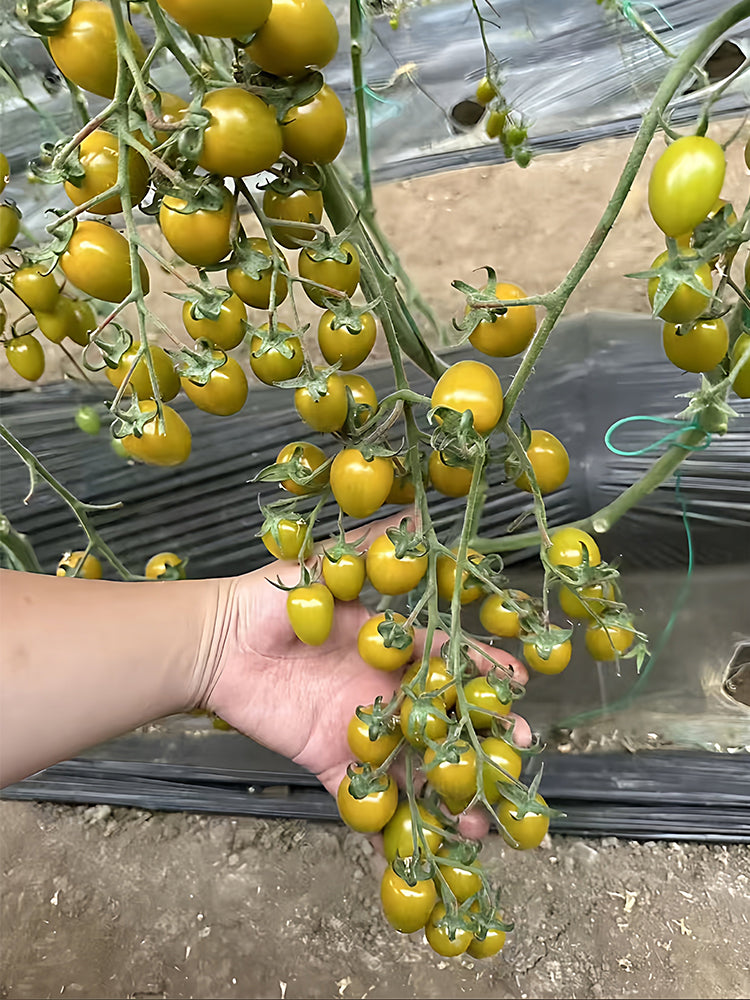 Qingguo Qingcheng F1 Tomato