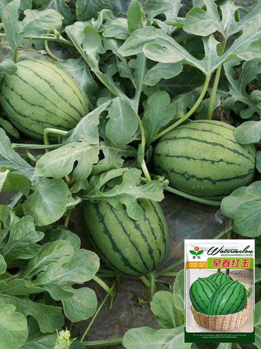 'Crimson Jewel' Red Flesh Watermelon