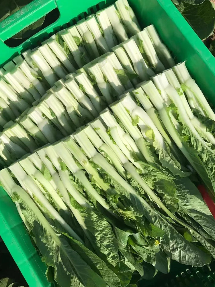 Xueying No. 2 Choy Sum