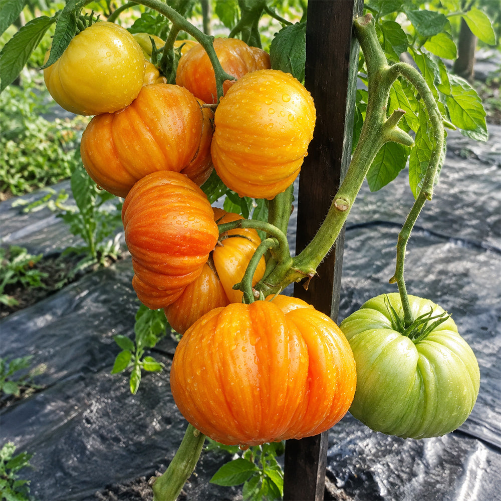49 Orange Jazz Tomato
