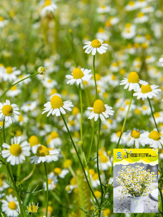 Hezhichun German Chamomile