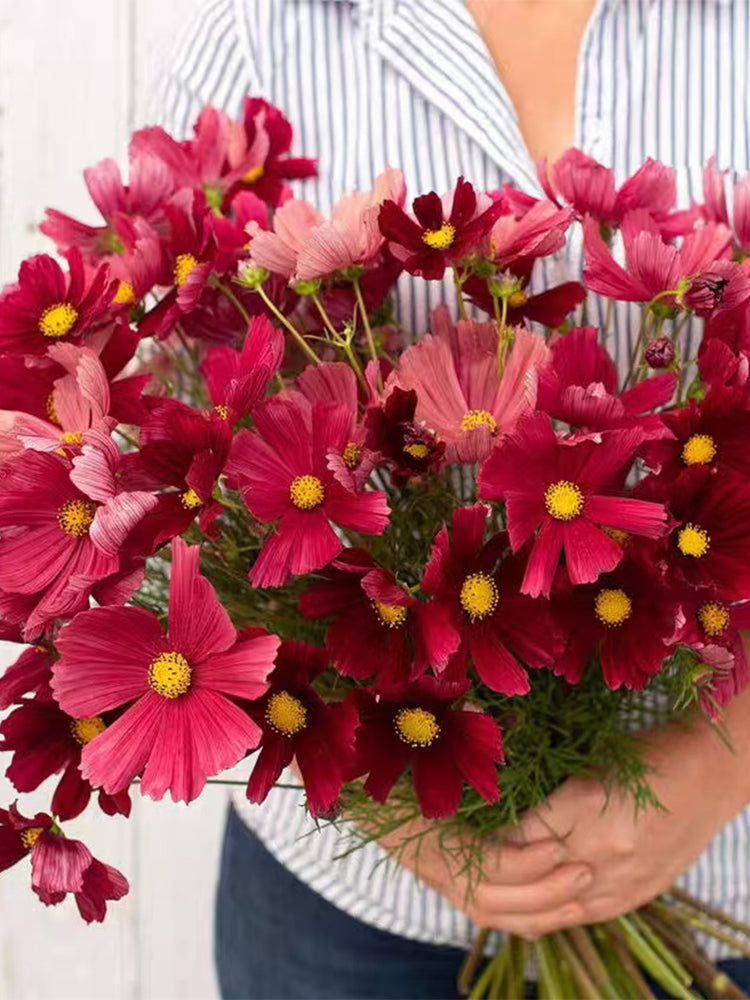 Evening Gown Red Cosmos