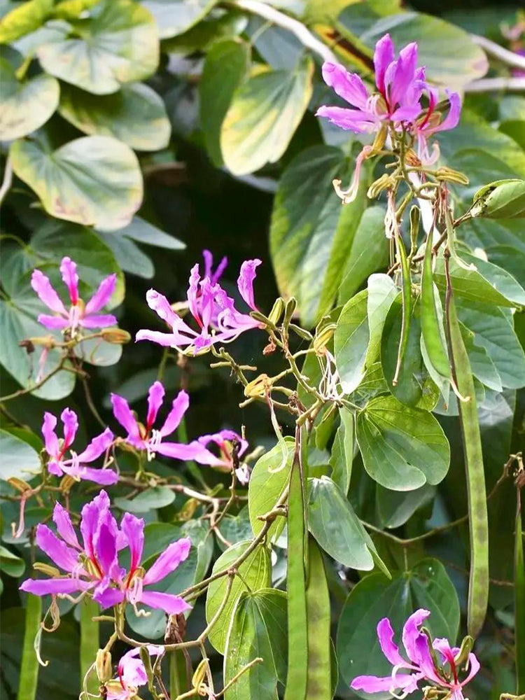 Bauhinia purpurea L.