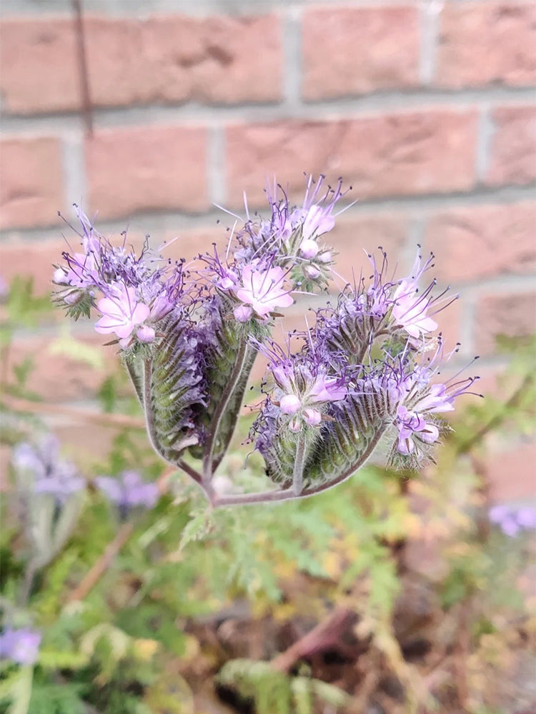 Lacy Phacelia