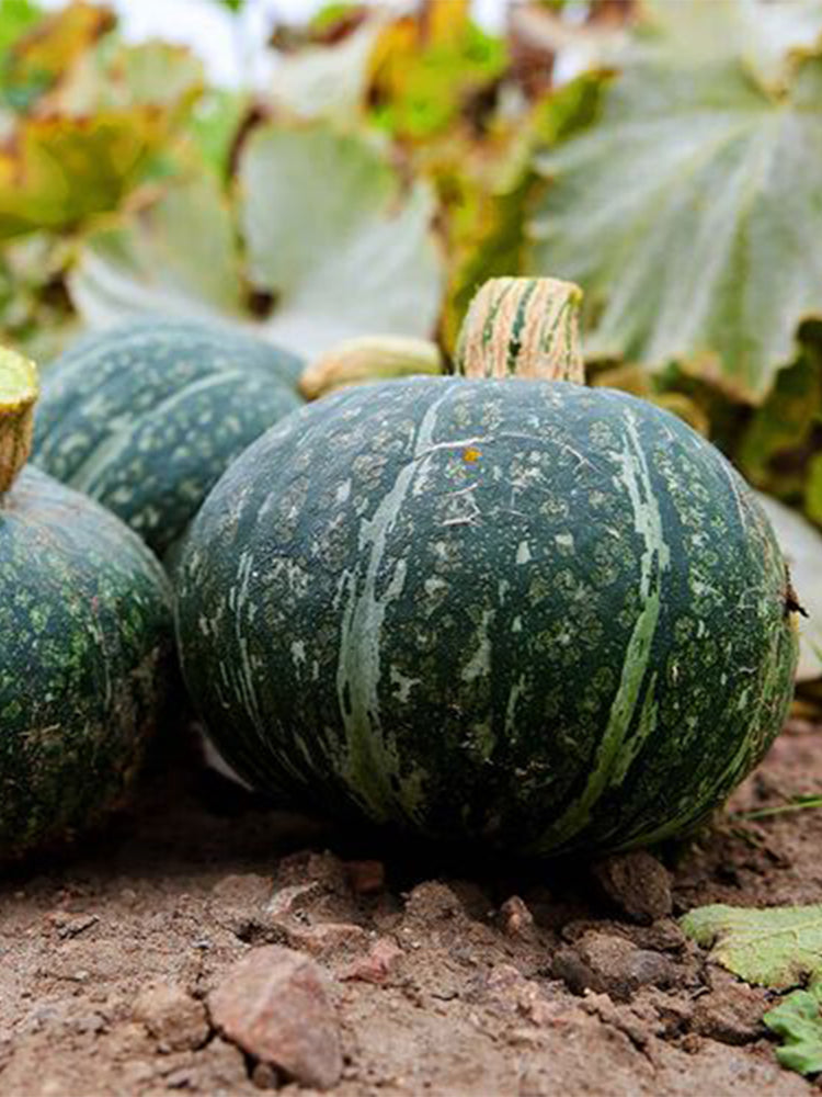 Chinese Pumpkin