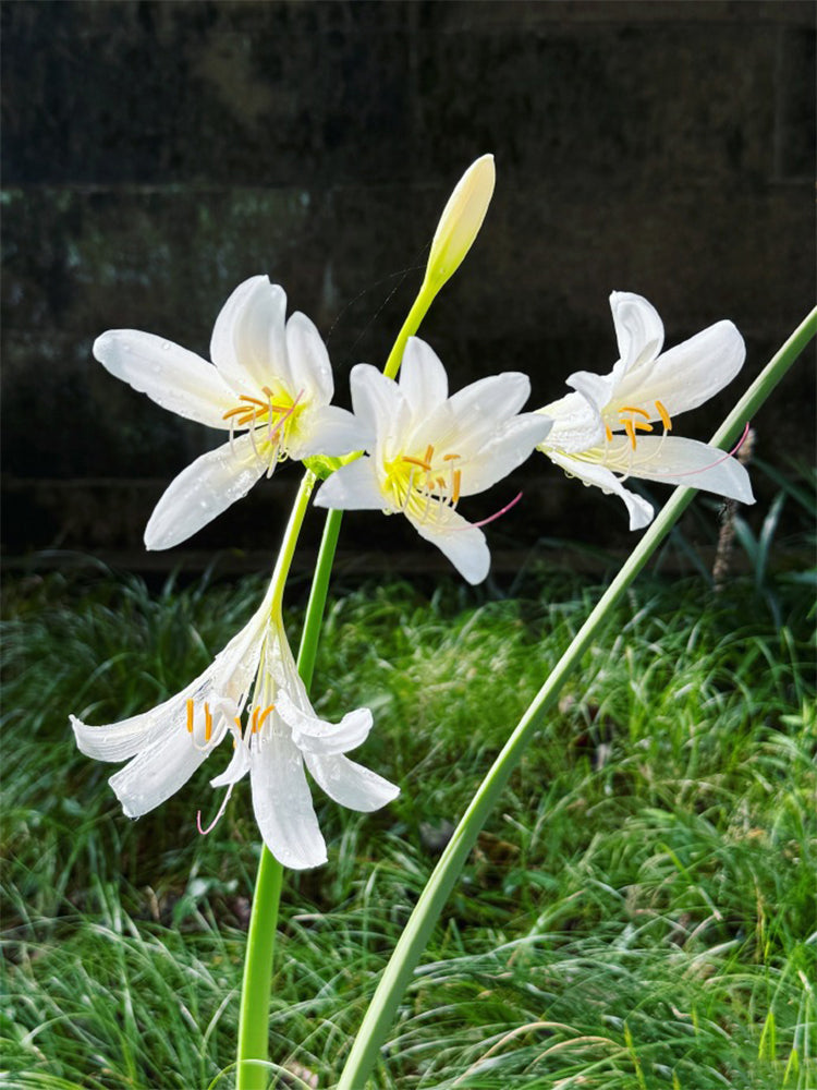 Long-Tube Lycoris