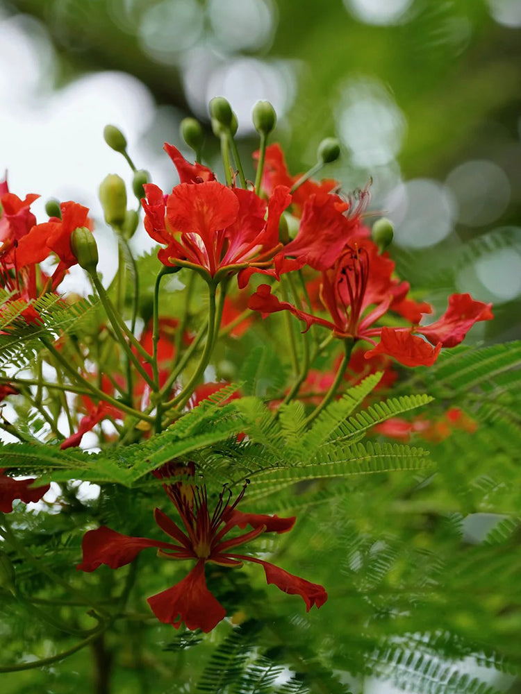 Royal Poinciana