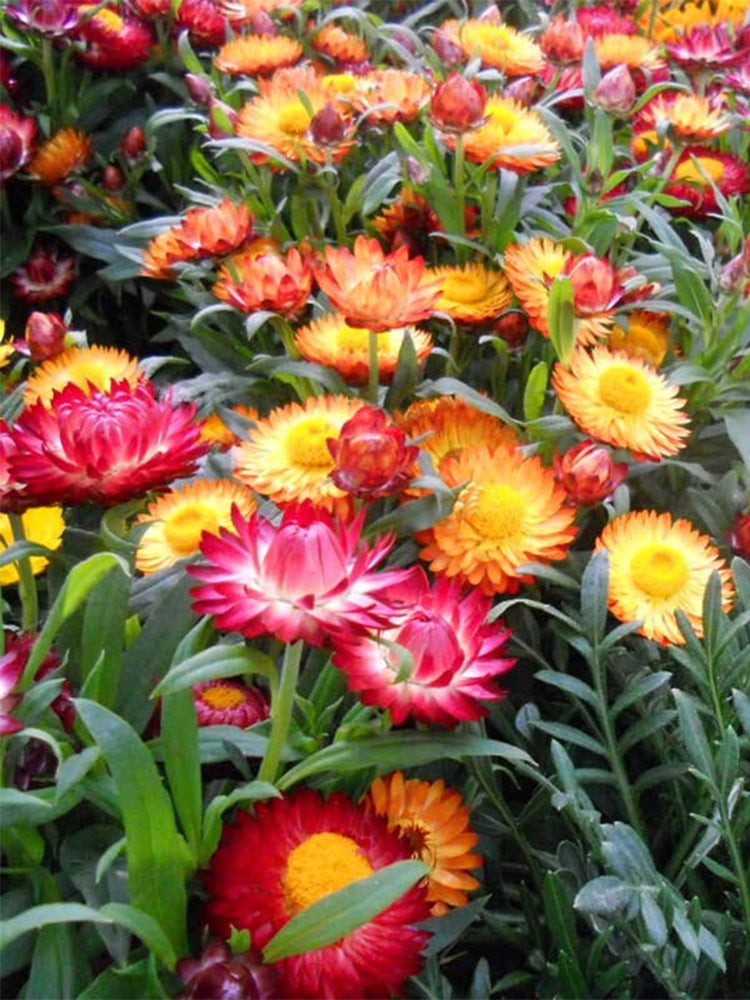 Tall Strawflower Mix