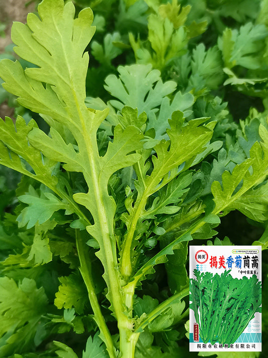 Jiemei Xiangju Garland Chrysanthemum