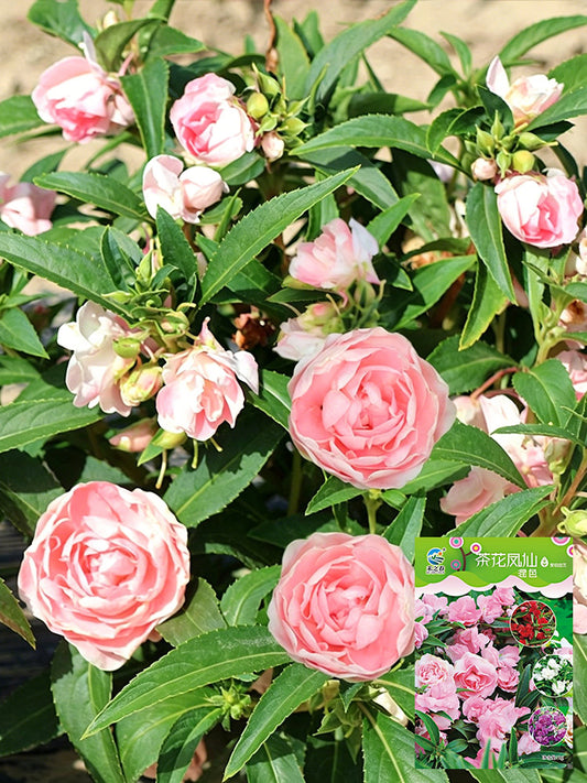 Camellia-Flowered Balsam (Mixed Colours)
