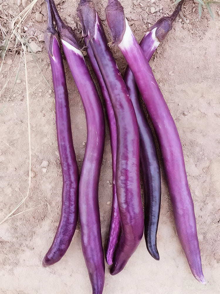 'Hangqie No.1' Eggplant