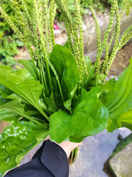 Common Plantain