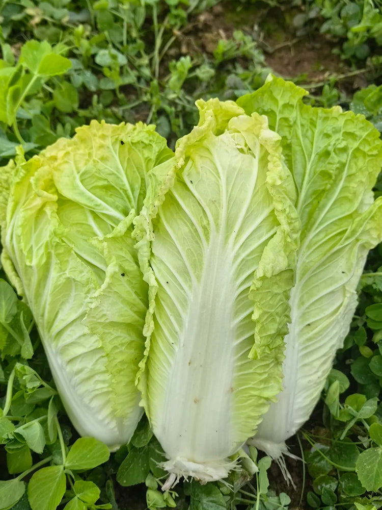 Jinsi White No. 1 Pak Choi