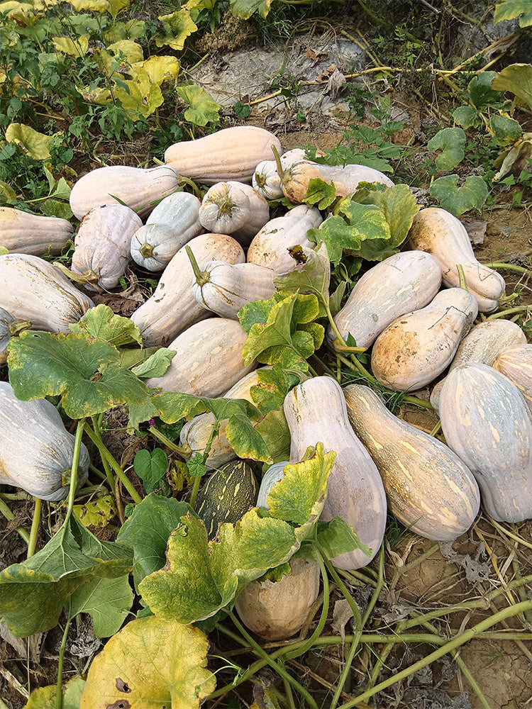 'Jiemei' Miben Pumpkin