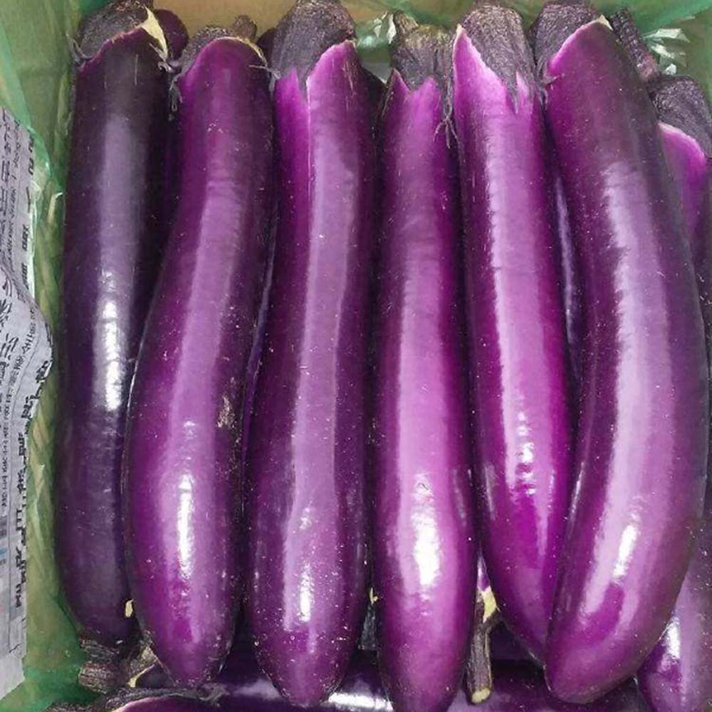 W963 Red Gold Purple-Red Long Eggplant