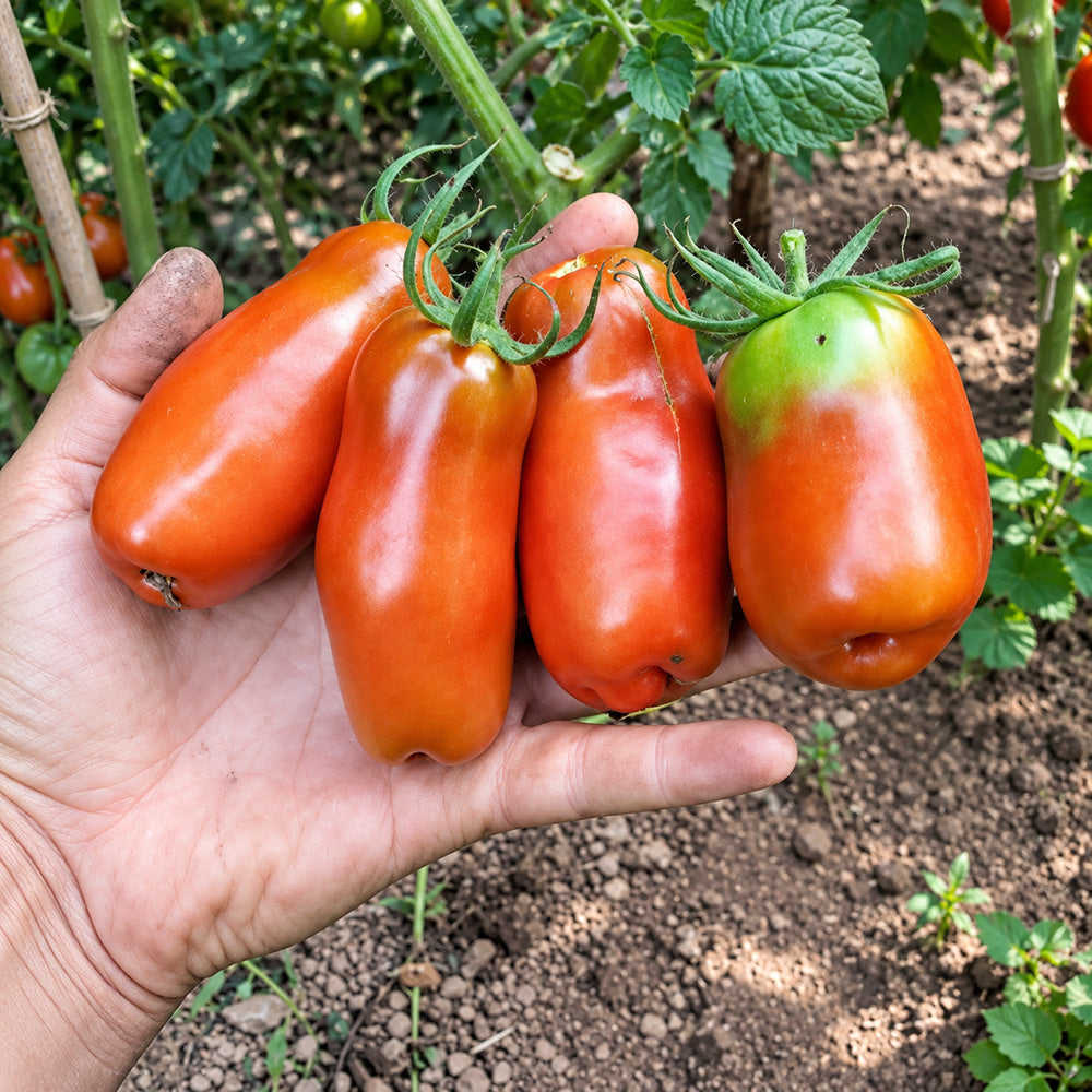 455 Pertsevidny Cherniy Tomato
