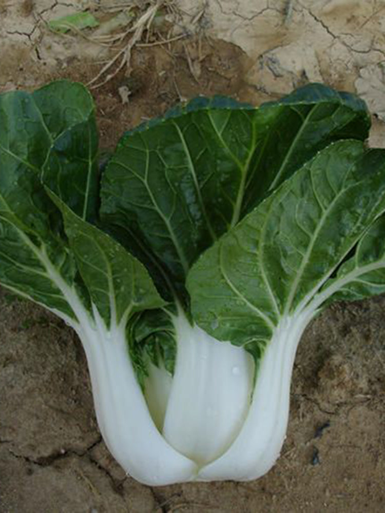 Dwarf Black-leaf Pak Choi