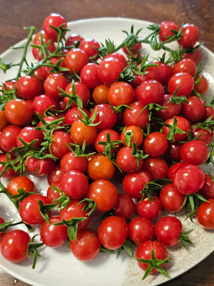Sweet Aperitif Tomato