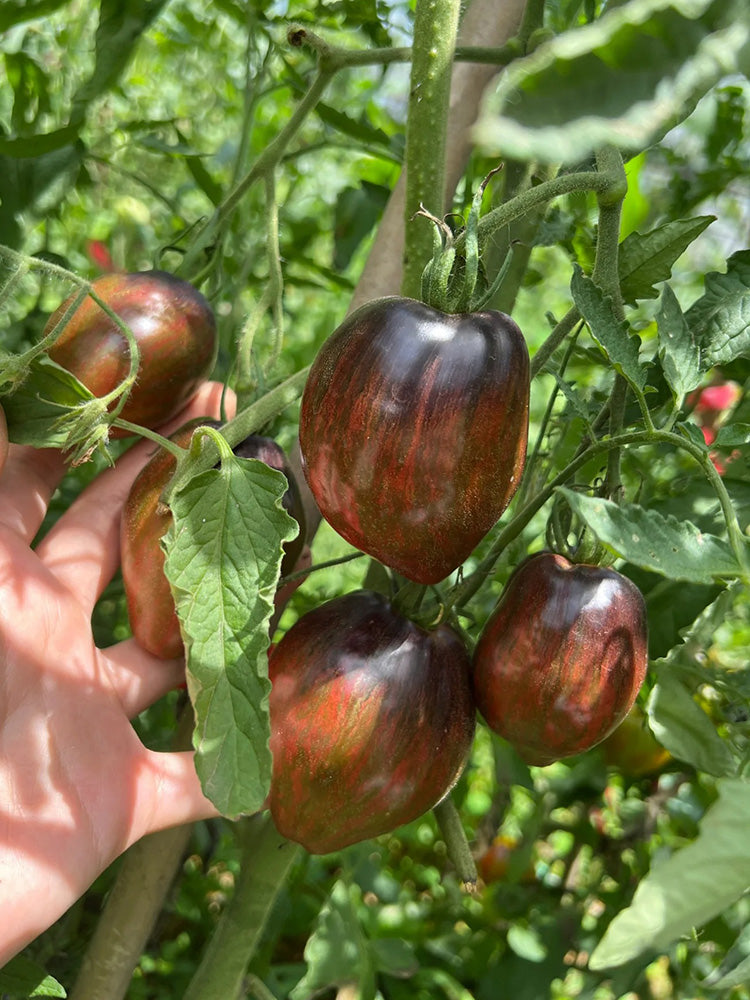 Cosmic Heart Rebel Space Warrior Tomato